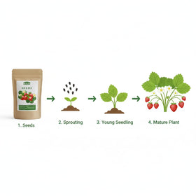 KCT GARDEN fertile soil setup for thriving strawberry growth.