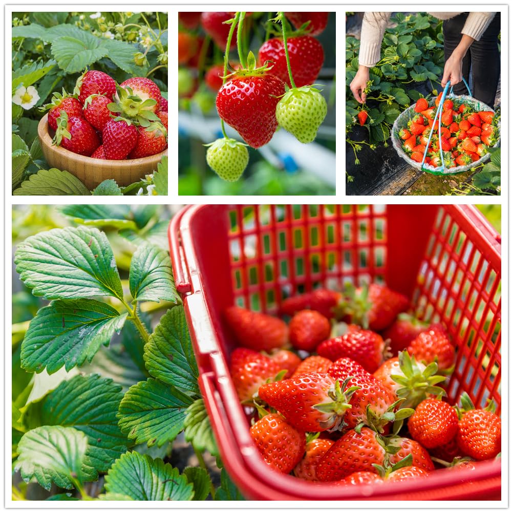 KCT GARDEN gift-ready seed pack for gardening enthusiasts.