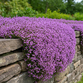 KCT Garden Thyme ground cover along a stone walkway