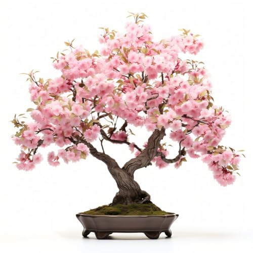 KCT GARDEN Grow your bonsai journey with cherry blossom seeds