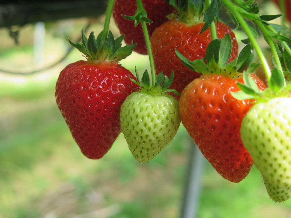 KCT GARDEN hardy zones 3-10 ready plants thrive year round.