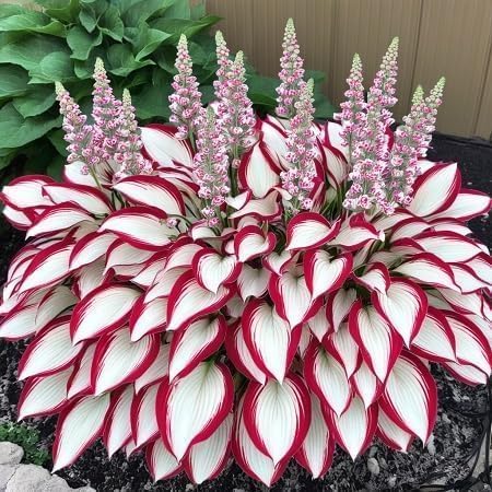 KCT GARDEN hosta seeds attract butterflies and hummingbirds.