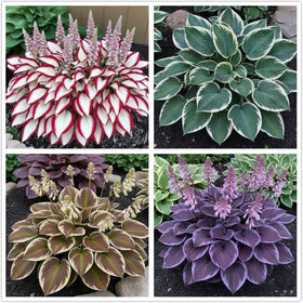 KCT GARDEN hosta seeds with blue foliage for shade gardens.
