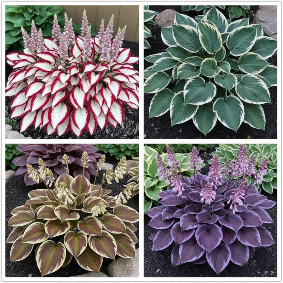 KCT GARDEN hosta seeds with blue foliage for shade gardens.