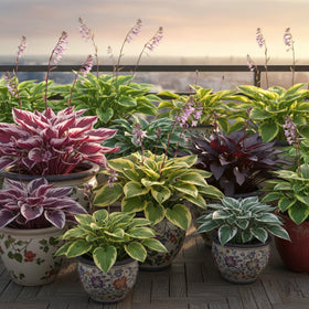 KCT GARDEN hosta seeds suitable for borders and beds.