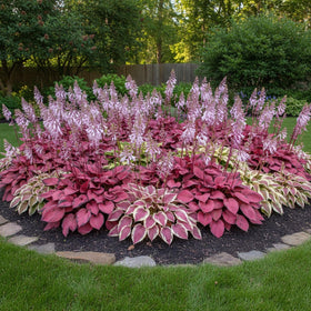 KCT GARDEN hosta seeds show purple blooms and rich color.