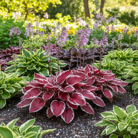 KCT GARDEN hosta seeds ideal for shade gardens and easy upkeep.