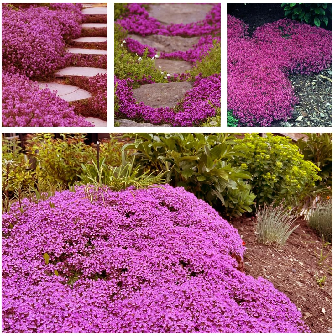 KCT GARDEN hot pink creeping thyme blooms brightening borders.
