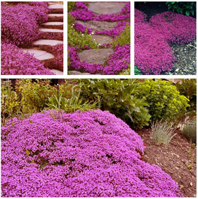 KCT GARDEN hot pink creeping thyme blooms brightening borders.