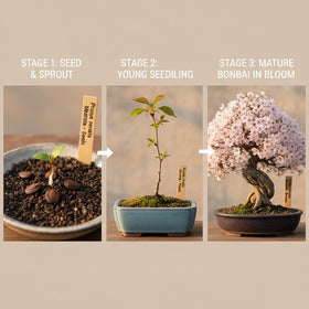 KCT GARDEN Indoor bonsai display ideal for home décor