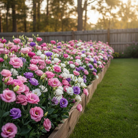 KCT Garden Lisianthus seeds suit indoor pots and patios.