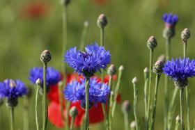KCT GARDEN meadow border blue flowers under a clear sky