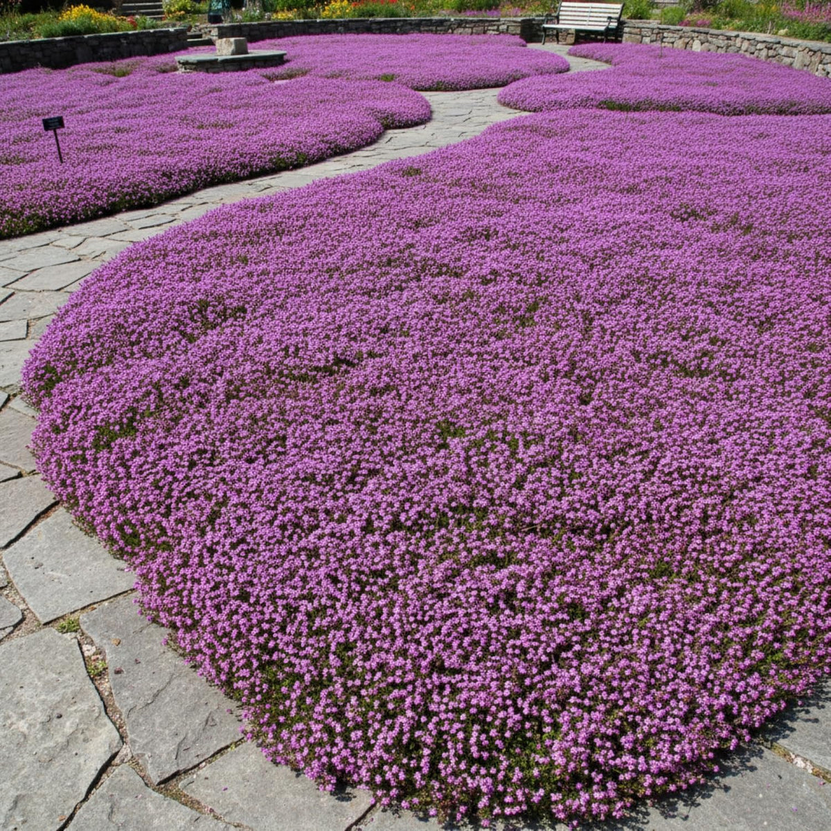 KCT Garden open soil areas covered by creeping thyme for low maintenance ground cover.