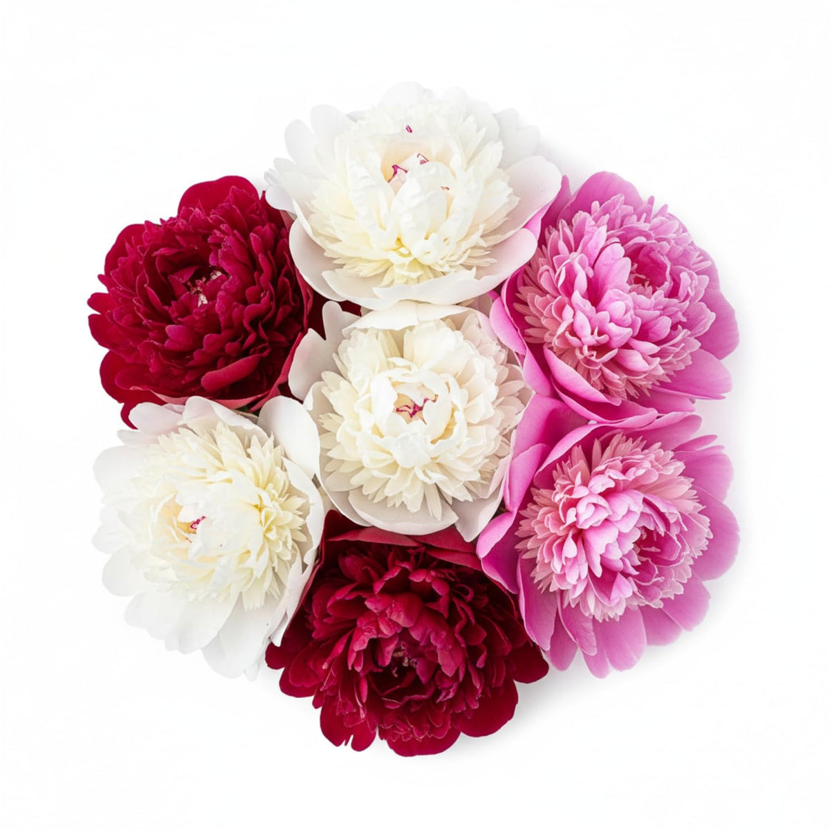 KCT GARDEN vibrant peonies thriving in a sunny garden bed.