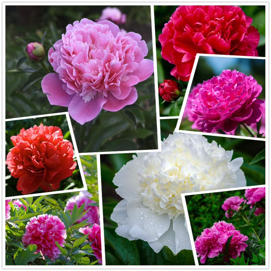 KCT GARDEN peony seeds planting instructions simplify sowing for beginners.
