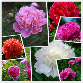 KCT GARDEN peony seeds planting instructions simplify sowing for beginners.