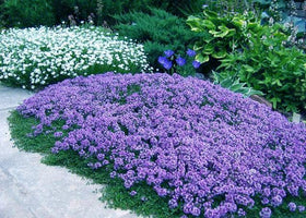 KCT Garden Hardy thyme for zones 4–9 in varied climates