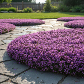 KCT Garden spreading thyme growth forming a seamless seasonal carpet.