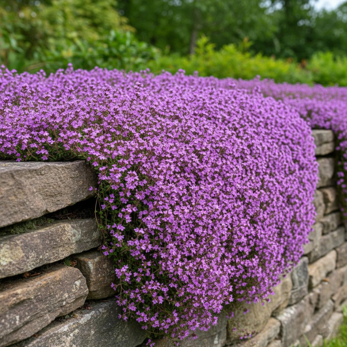 KCT Garden sun lit bed coverage with creeping thyme in bright soil areas.