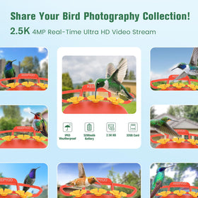 KEEPYOO 2.5K HD camera with night vision captures dusk visits clearly