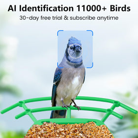 Keepyoo Solar-powered Bird Feeder provides continuous energy for uninterrupted backyard bird watching.