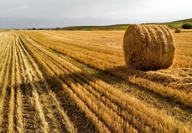 Kela Tipi yellow straw bedding remains lightweight and easy to clean after use.