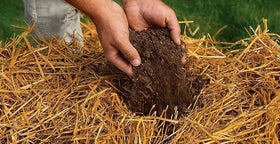 Kela Tipi poultry nest straw provides a dry, comfortable surface for small birds.