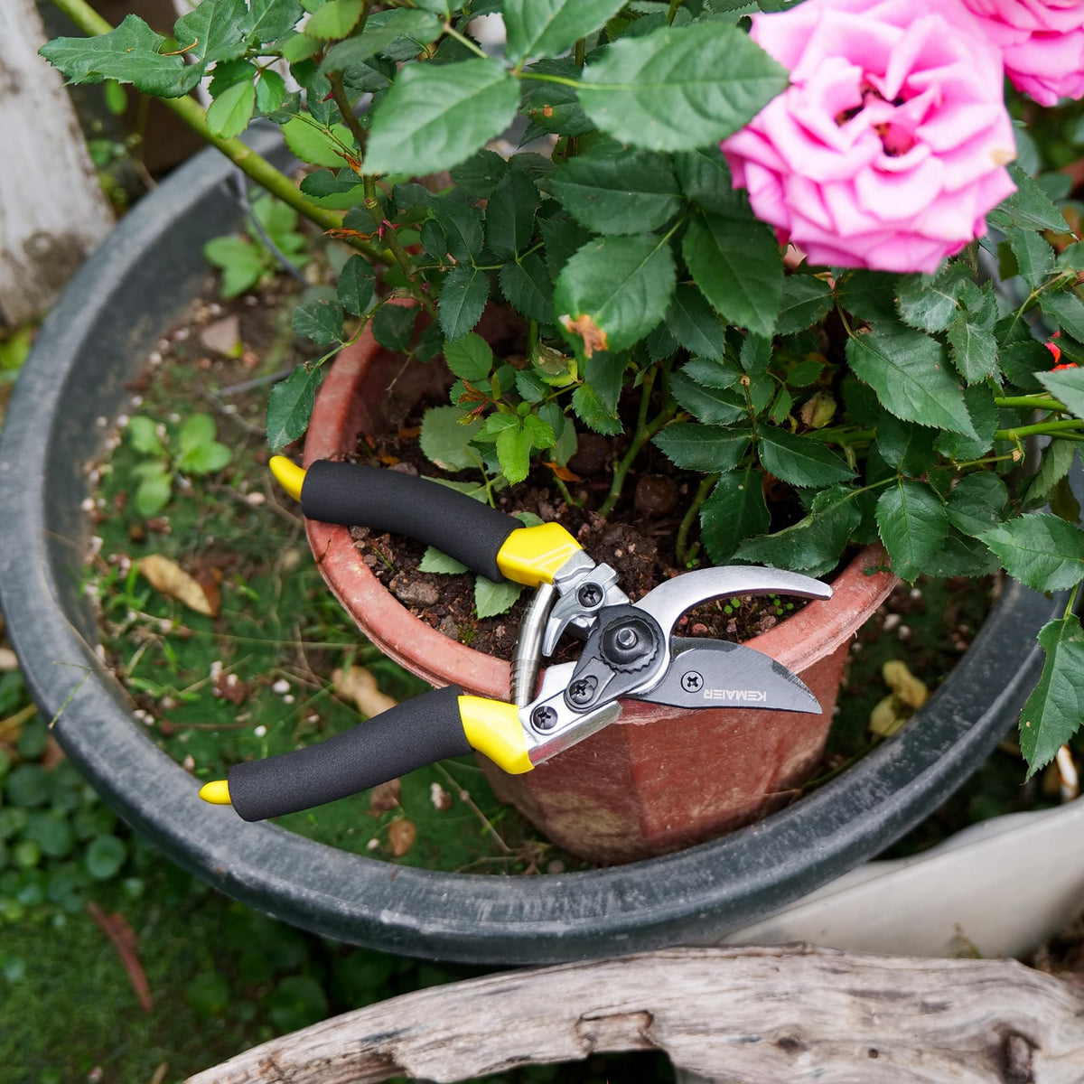 Kemaier pruning shears ready for year-round gardening tasks and shaping.