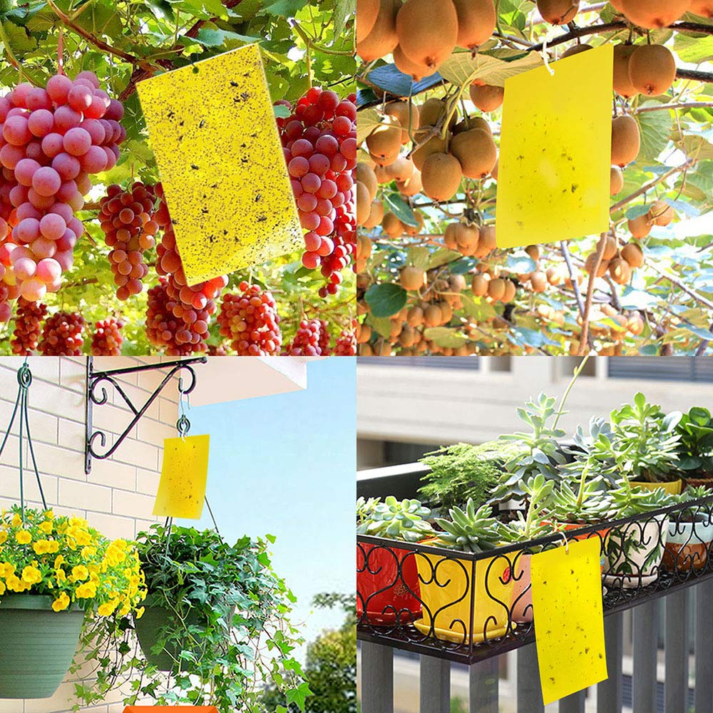 Kensizer 20-pack traps ready for seasonal pest management in gardens and homes.