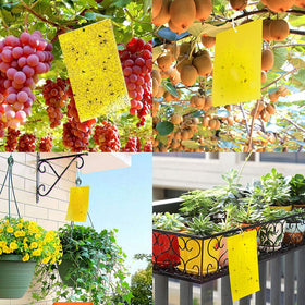 Kensizer 20-pack traps ready for seasonal pest management in gardens and homes.