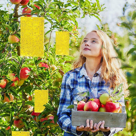 Kensizer garden use trap captures flying plant pests near fruit and soil areas.