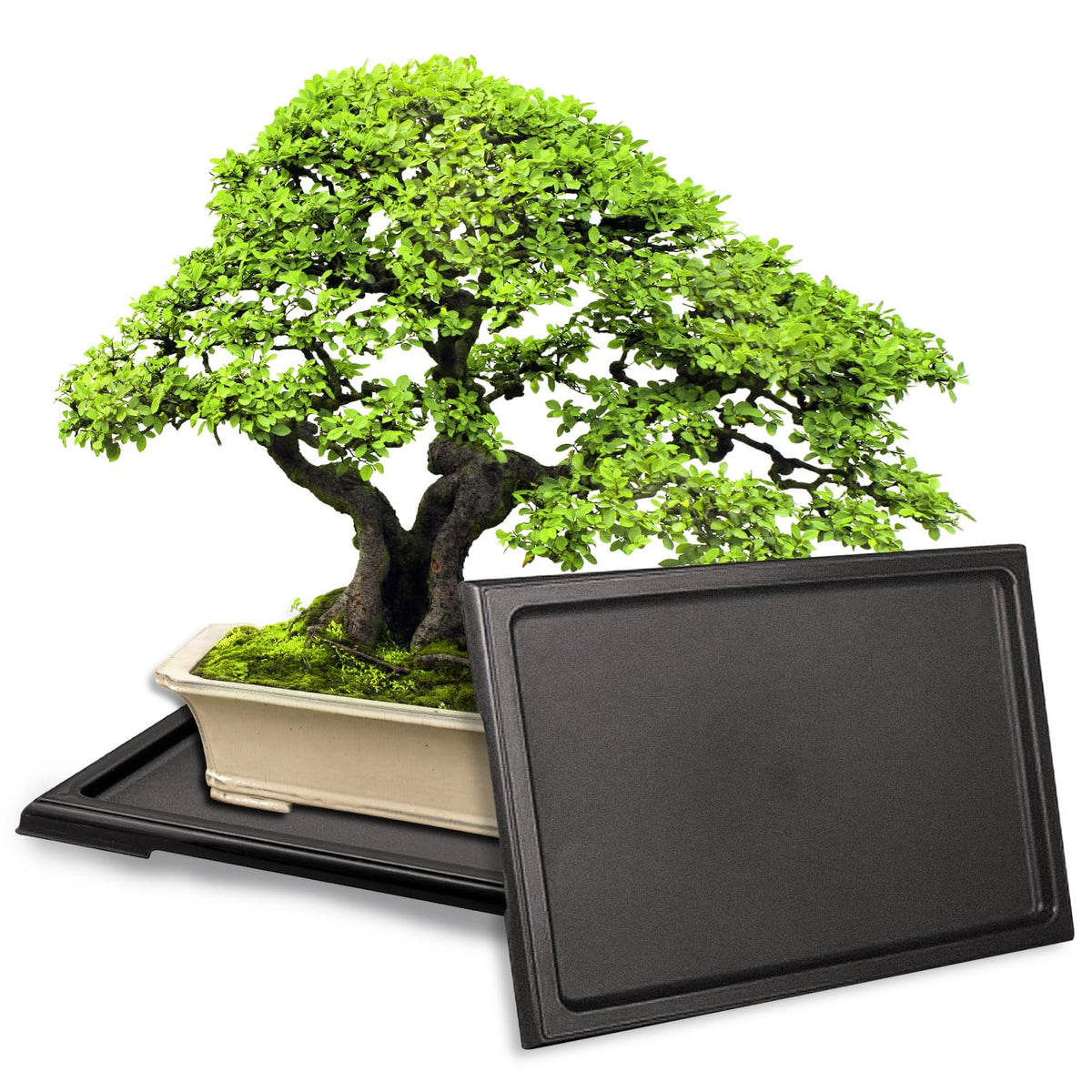 KEOHOLI bonsai humidity tray outer dimensions protect surfaces and reduce spills