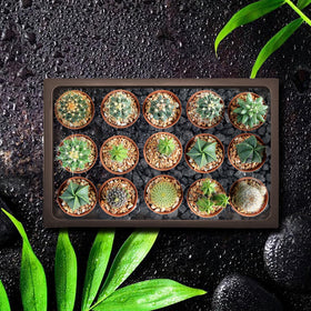 KEOHOLI trays double as decorative pedestals with stone accents