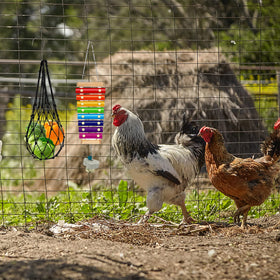 KIEYYRYT chicken mirror for curiosity and interaction