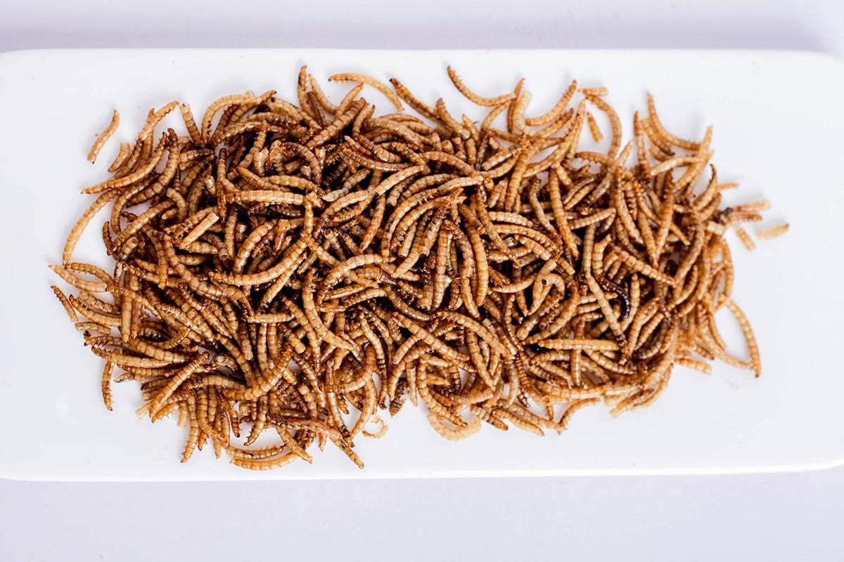 Kimoe dried mealworms in chicken coop, supports egg-laying treats.