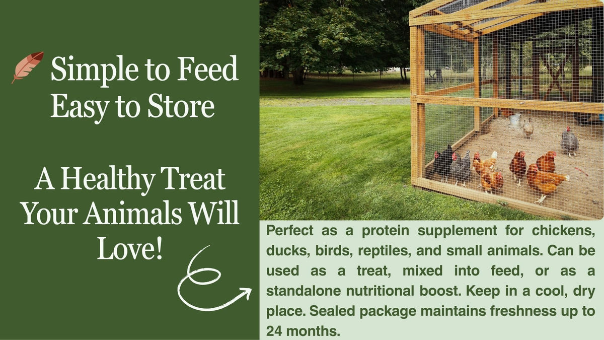 Kimoe dried mealworms for feather health and plumage shine.