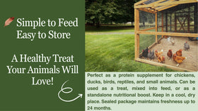 Kimoe dried mealworms for feather health and plumage shine.