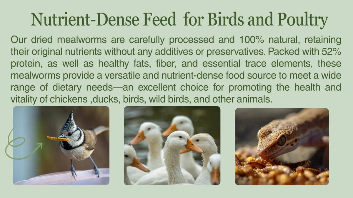 Kimoe dried mealworms at wild bird feeder attracting bluebirds and finches.