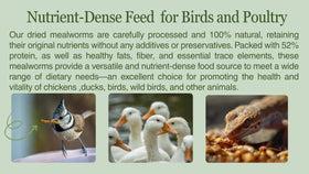Kimoe dried mealworms at wild bird feeder attracting bluebirds and finches.