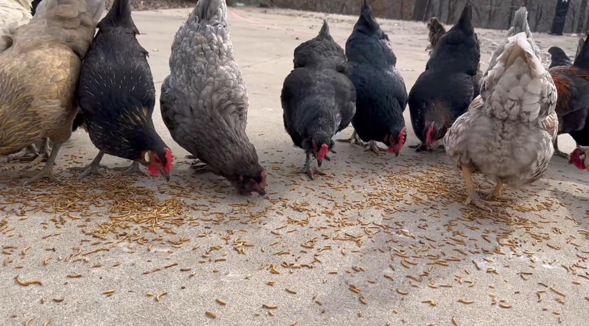 Kimoe mealworms at a bird feeder attract wild birds.