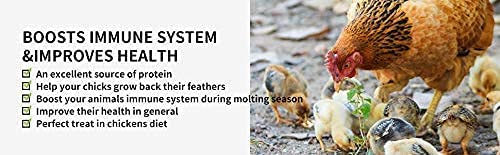 Kimoe mealworms feeding chickens as a protein-rich treat.