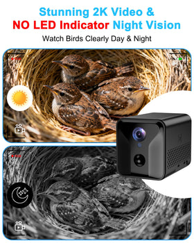 KinetCam no night glow design preserves natural behavior of small birds.