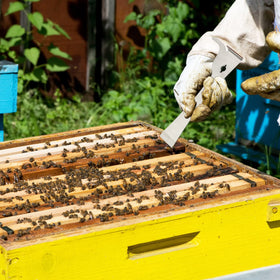 KINGLAKE crowbar-style hive pry tool for frame separation.