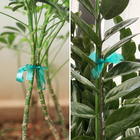 KINGLAKE GARDEN Stretch Tie Tape Roll close-up showing flexible, waterproof vinyl ideal for gentle stems