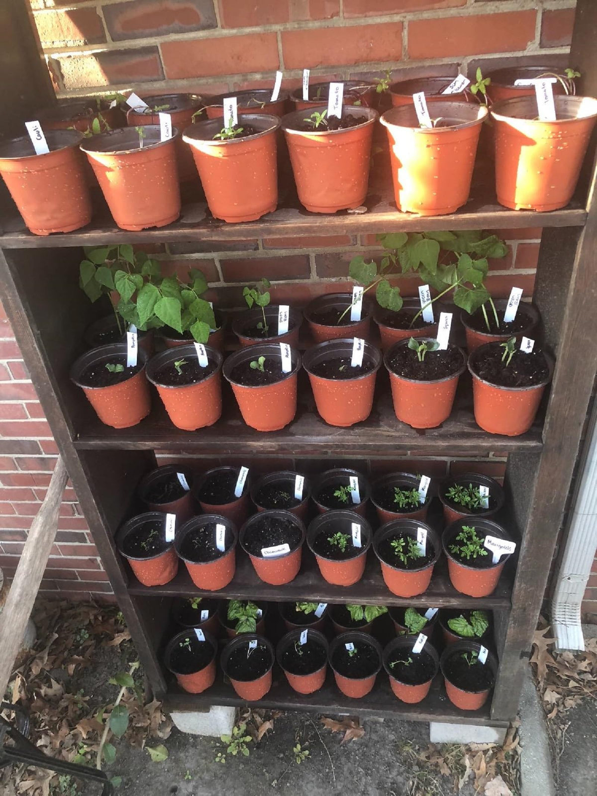 Kinglake plastic pot for cuttings and seedlings, versatile plant-care container.