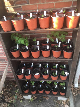 Kinglake plastic pot for cuttings and seedlings, versatile plant-care container.