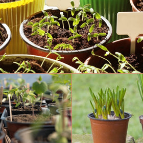 Kinglake pots for seedling growth and easy transition to larger containers.