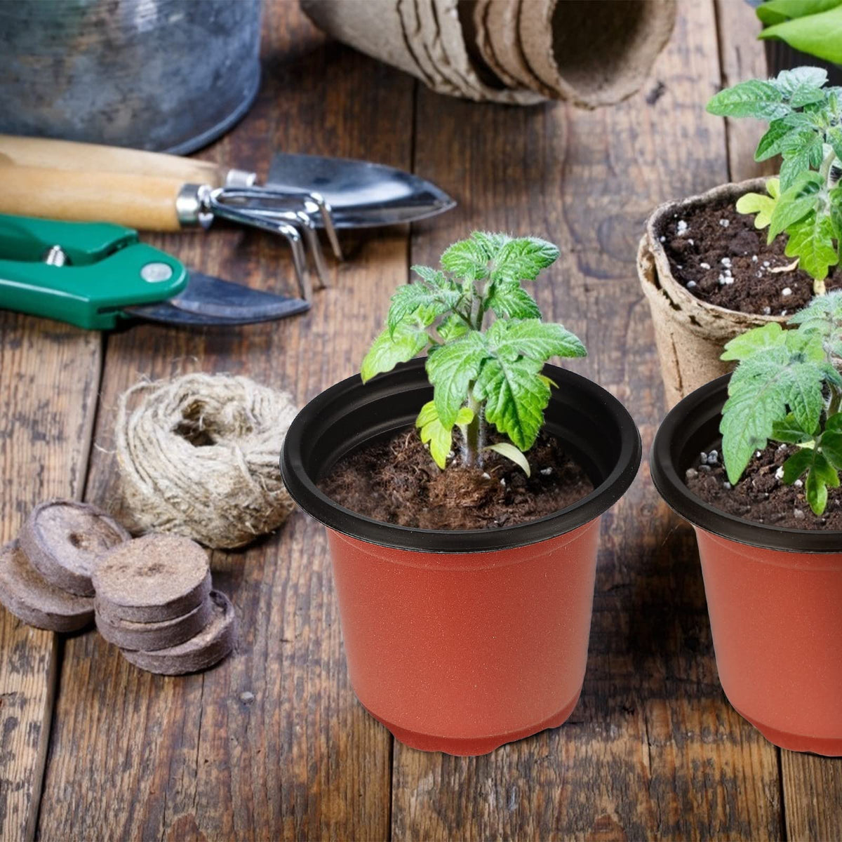 Kinglake succulent propagation pots designed for healthy, compact root systems.
