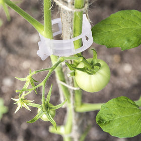 Kinglake tomato vine clips in use provide upright growth