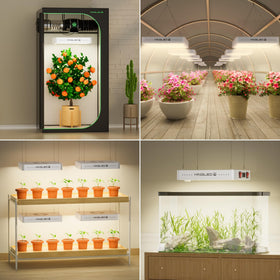 KingPLUS KP1000 in hydroponics setup supports steady growth